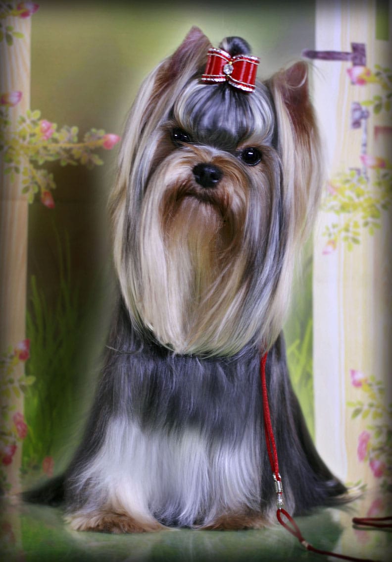 TUL'SKI PRESTIG TOKIO